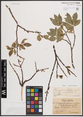 Foto von Salix myrsinites L. x Salix nigricans Sm. x Salix phylicifolia L.